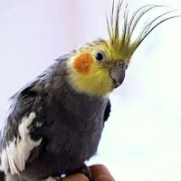 عروس هلندی ارزان