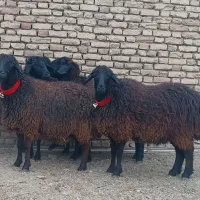 شیشک افشاری آبستن سنگین(میش بره)