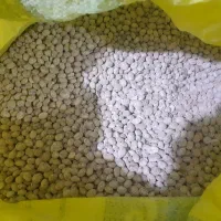 بذر لوبیا چیتی رقم کوشا