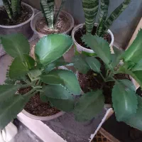 گل وگیاه طبیعی|گل و گیاه طبیعی|دهدشت, |دیوار