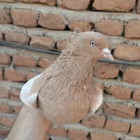 کبوتر سینه ای نر و ماده|پرنده|عجب شیر, |دیوار