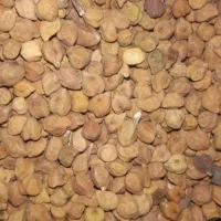 نوخود