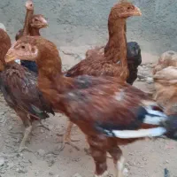 جوجه لاری مرغ و خروس
