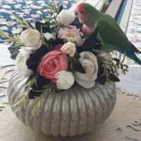 طوطی برزیلی