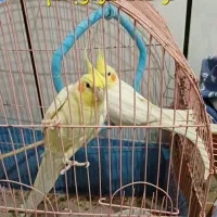 فروش دو عروس هلندی|پرنده|بهشهر, |دیوار