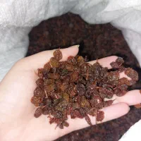 کشمش افتابی