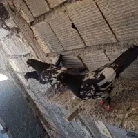 سلام دوستان عشق باز ده تا کبوتر بی عیب و نقص|پرنده|شهرضا, |دیوار