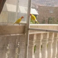 فروش تعدادی کوتوله برزیلی و عروس هلندی