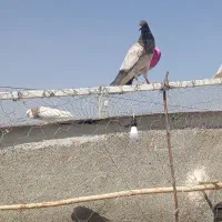 جوجه کبوتر زیر کت صورتی