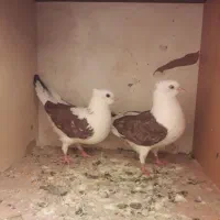 کبوتر