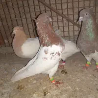 کبوتر کله ای|پرنده|لامرد, |دیوار