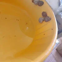 حلزون درمانی