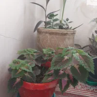 گل حسن یوسف