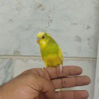 یک جفت مرغ عشق