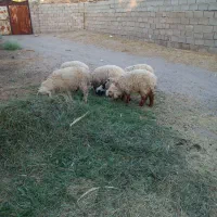 ۵ عدد بره نر فروشی