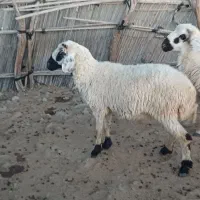 قوچ|حیوانات مزرعه|میناب, |دیوار