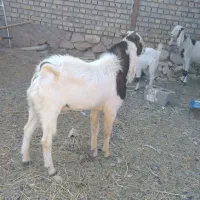 نربز گلابی پاکستانی|حیوانات مزرعه|شاهرود, |دیوار