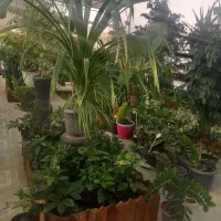 باغبانی سمپاشی|خدمات باغبانی و درختکاری|پردیس, فاز ۲|دیوار