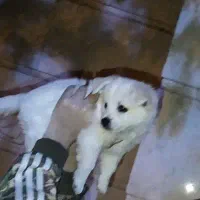 توله سگ شیتزو