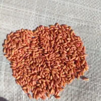 گندم بذری مادر باران بوجاری شده|خوردنی و آشامیدنی|خرقان, |دیوار