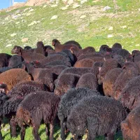 به تعدادی ۵۷ راس بره قزل اصل