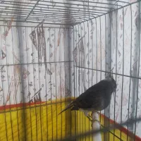 قناری نربخون|پرنده|کرمان, |دیوار