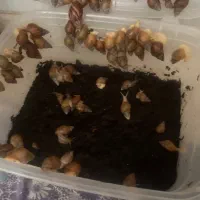 حلزون آچاتینا غول پیکر آفریقایی