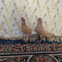 زرد کرمانی قره زرد جفت نر