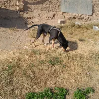 توله دوبرمن