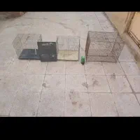 چندتاقفس مرغ عشق دارم1