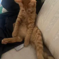 گربه نر
