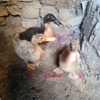 جوجه اردک