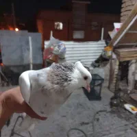 کفتر ماده طوقی طوق شازده ای|پرنده|شیراز, میانرود|دیوار
