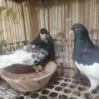 کبوتر رنگی ..شهری یال سیاه گلدار|پرنده|ششده و قره بلاغ, |دیوار