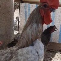 گله ۱۴ عددی اراکانا تخم ابی مولد جوان امروکانا