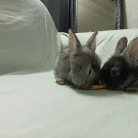 بچه خرگوش لپ