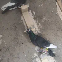 سهتا پلنگ دوتاکلای  یک کوسه سوراخی|پرنده|کرمان, |دیوار