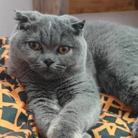 واگذاری گربه اسکاتیش-بریتیش