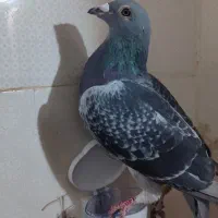 نرسیلور|پرنده|زهک, |دیوار