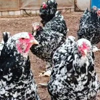 برهما بلک متلد وارداتی (مرغ زینتی)