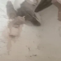 ۵تا ماده|حیوانات|رفسنجان, |دیوار