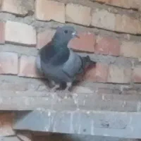 کبوتر نر|پرنده|سلماس, |دیوار