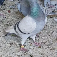 کبوتر رنگی و خارجی|پرنده|اهرم, |دیوار