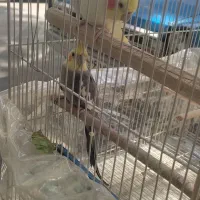 جفت عروس هلندی|پرنده|مشهد, امام خمینی|دیوار