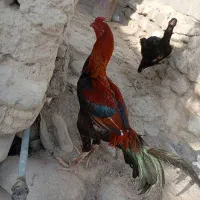 ۲میلیون قیمت حراج|پرنده|نیک شهر, |دیوار