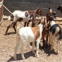 کهره ماده گوشتی وداشتی در جم