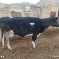 گاو کشتار|حیوانات مزرعه|مانه, |دیوار