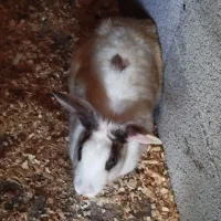 خرگوش|موش و خرگوش|قصرشیرین, |دیوار