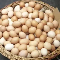 تخم مرغ محلی