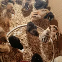 جوجه  یک روزه|حیوانات مزرعه|شیروان (خراسان), |دیوار